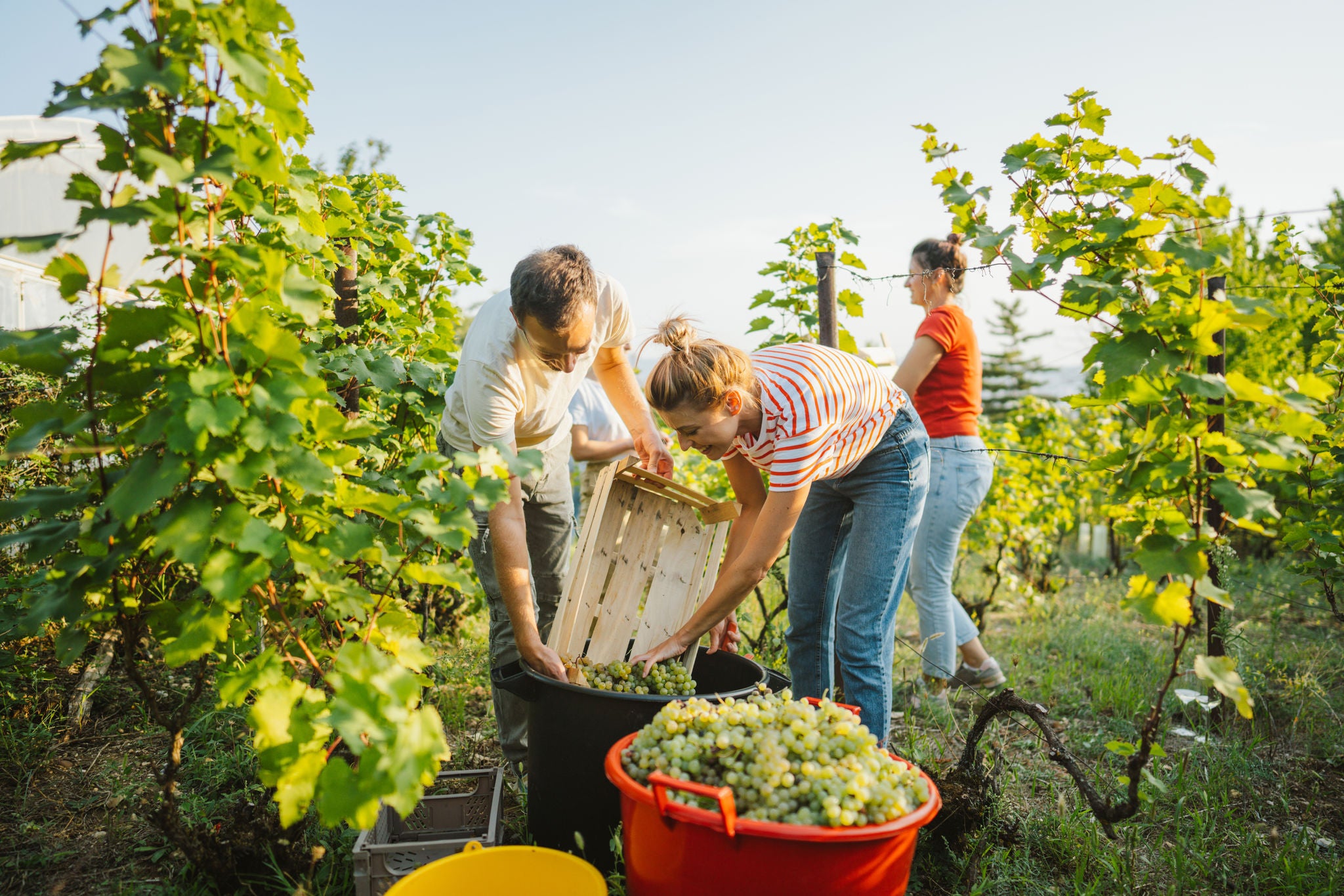 Photo of friends picking grapes in the vineyard