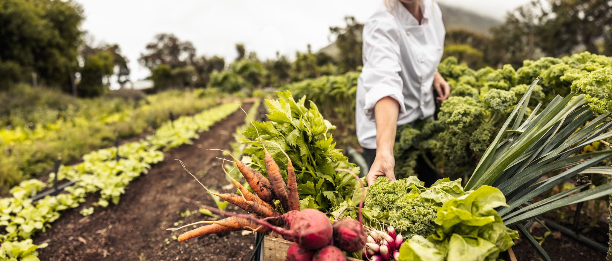 Anonymous chef harvesting fresh vegetables in an agricultural field. Self-sustainable female chef arranging a variety of freshly picked produce into a crate on an organic farm.