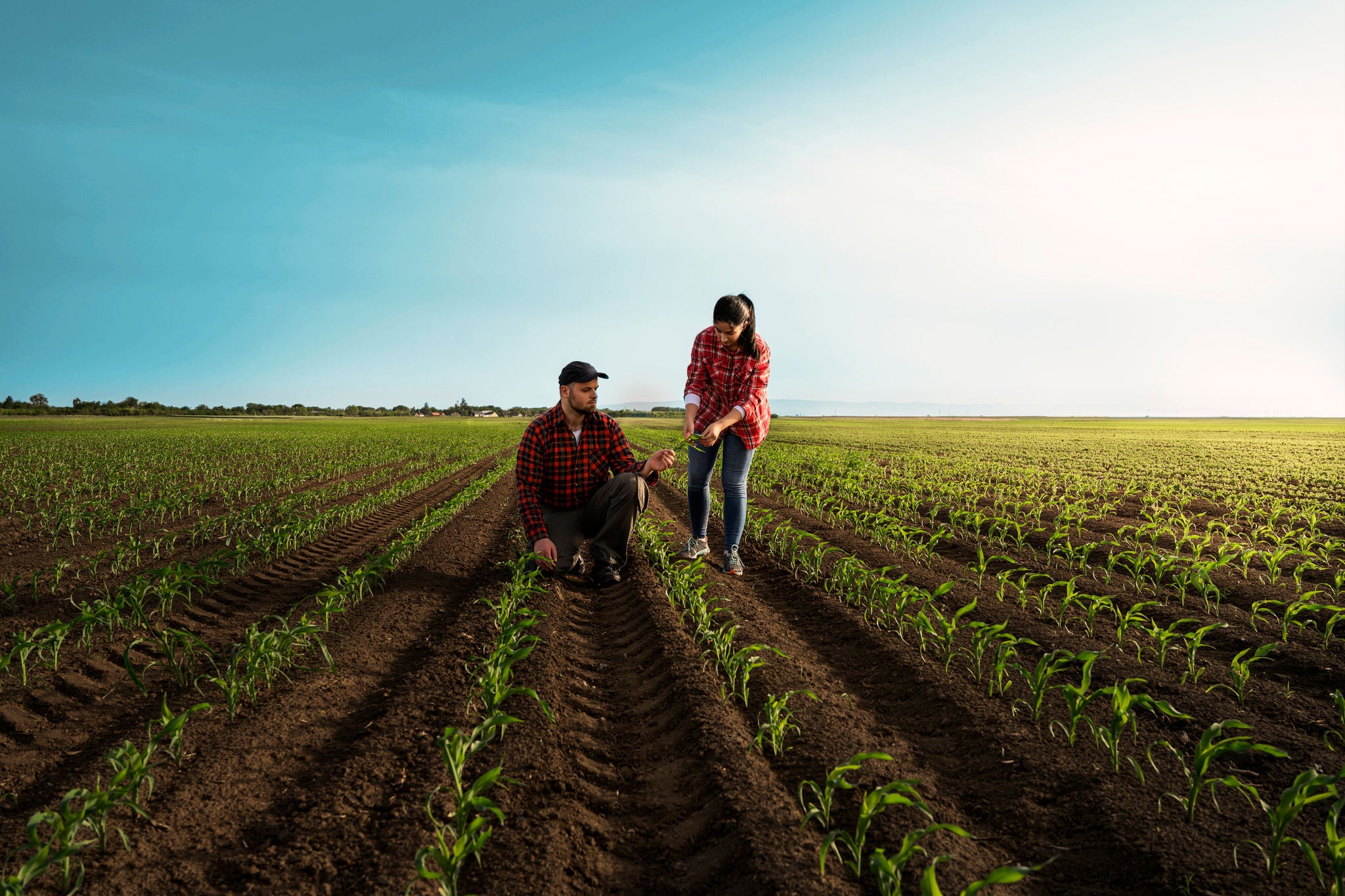 Young farmers examing planted young corn in spring